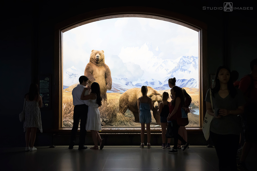 NYC Museum Engagement Photos, American Museum of Natural History Engagement Photos, Central Park Engagement Photos, NYC Wedding Photographer, NYC Engagement Photography