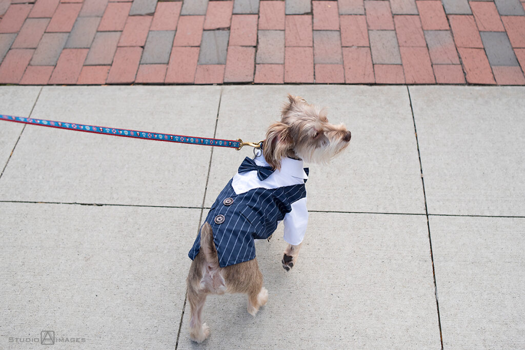 wedding day dog in Weehawken