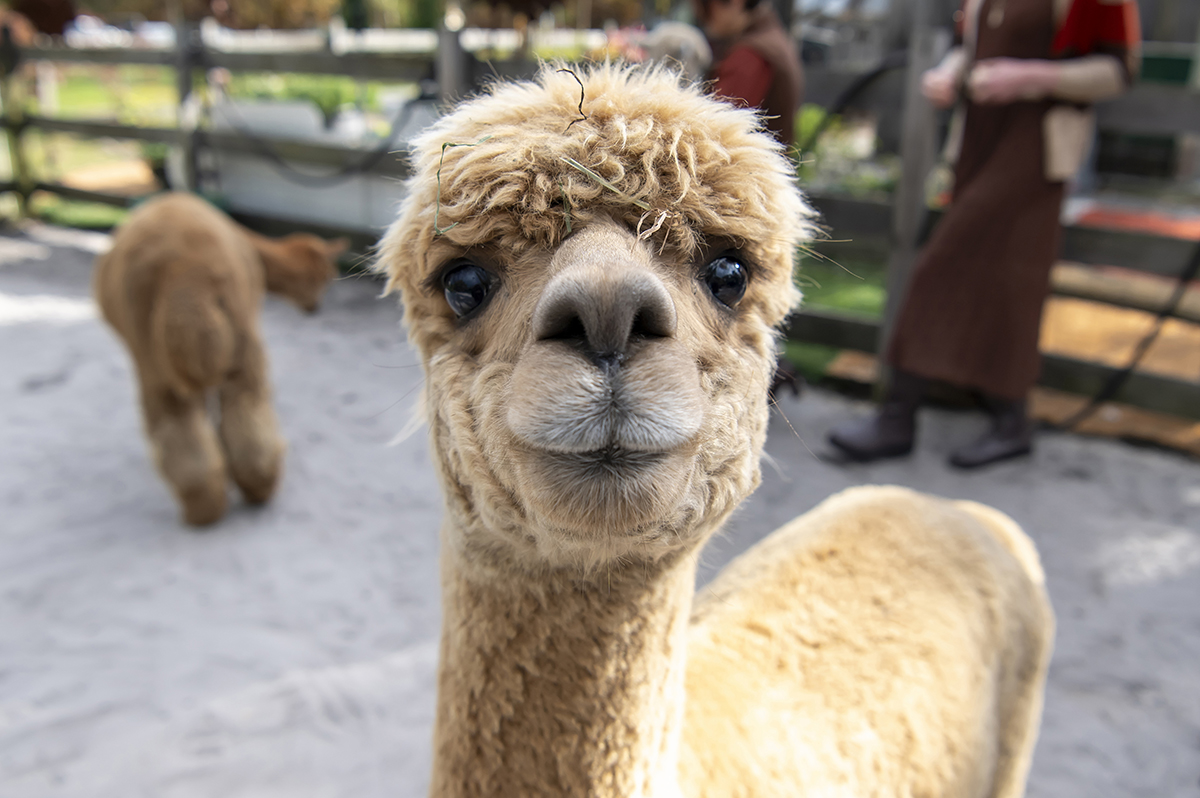 same sex engaged couple at alpaca farm for fall engagement photos