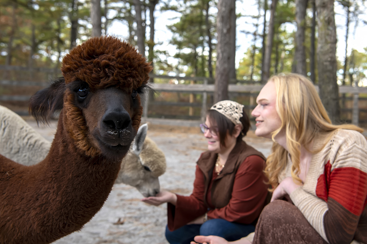 same sex engaged couple at alpaca farm for fall engagement photos